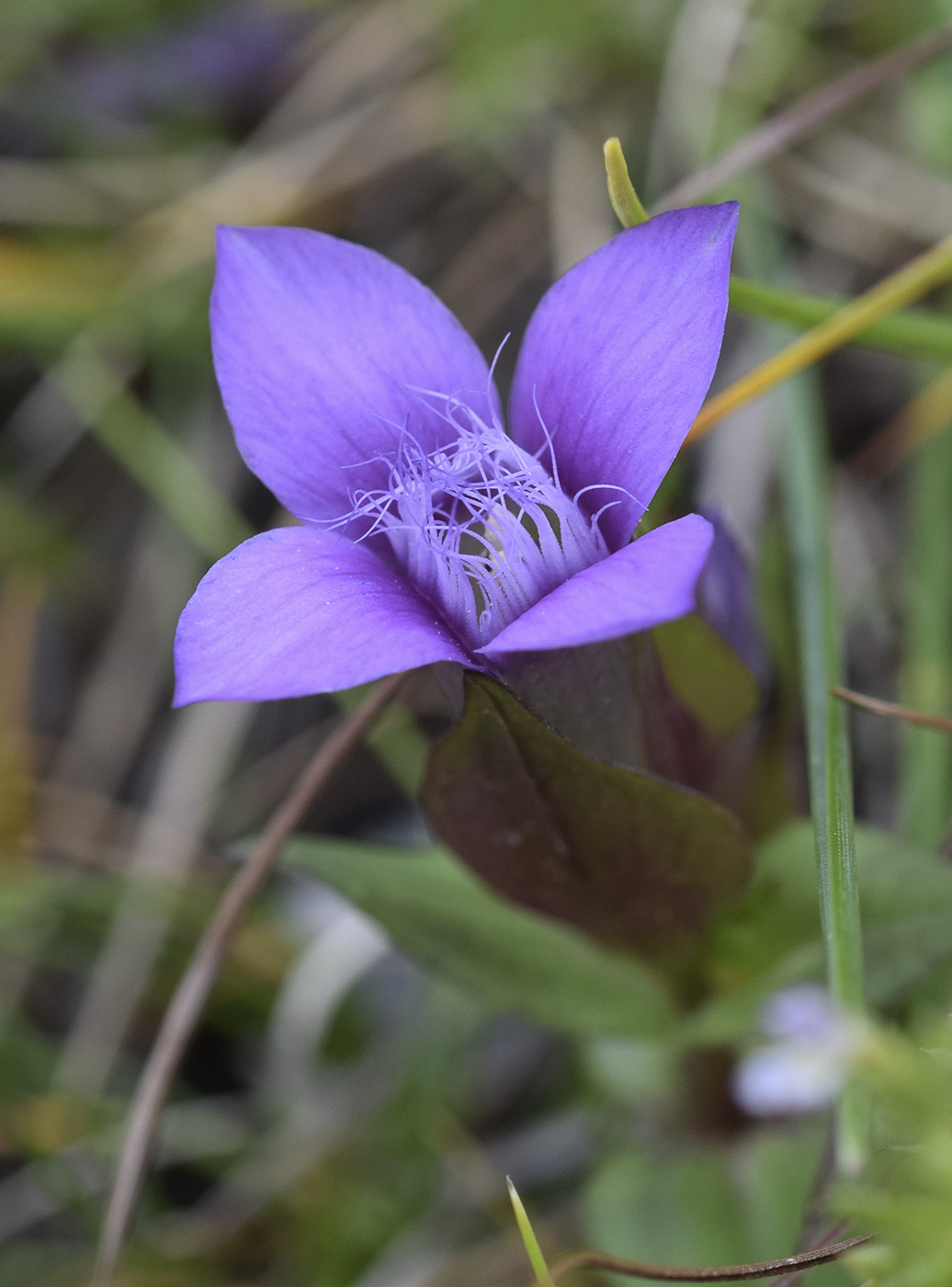 Изображение особи Gentianella campestris.