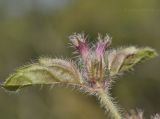 Clinopodium chinense. Верхушка побега с отцветшим соцветием. Приморский край, Шкотовский р-н, пос. Подъяпольск, поляна на склоне, поросшем кустарником и переходящим в овраг. 30.09.2019.