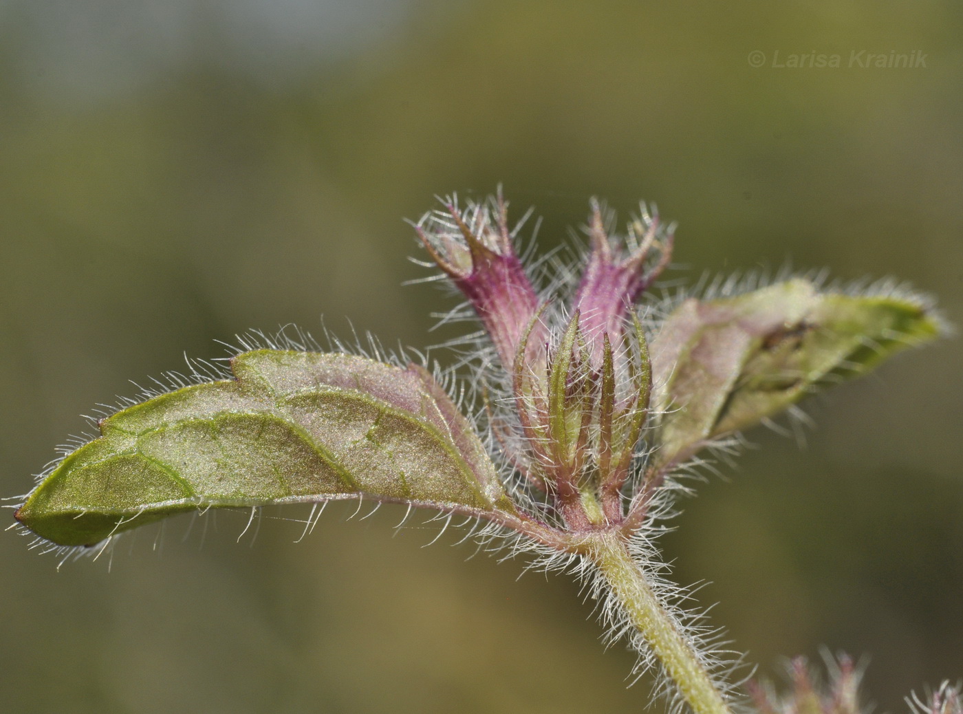 Image of Clinopodium chinense specimen.