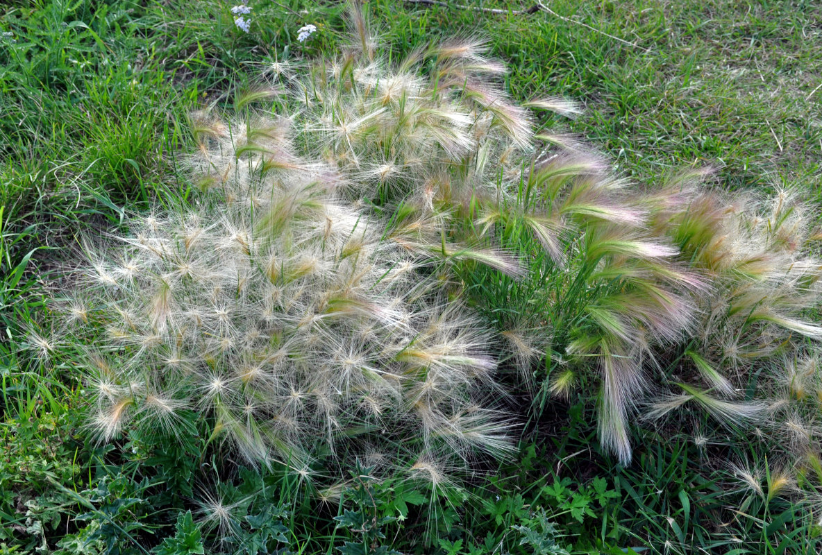 Image of Hordeum jubatum specimen.