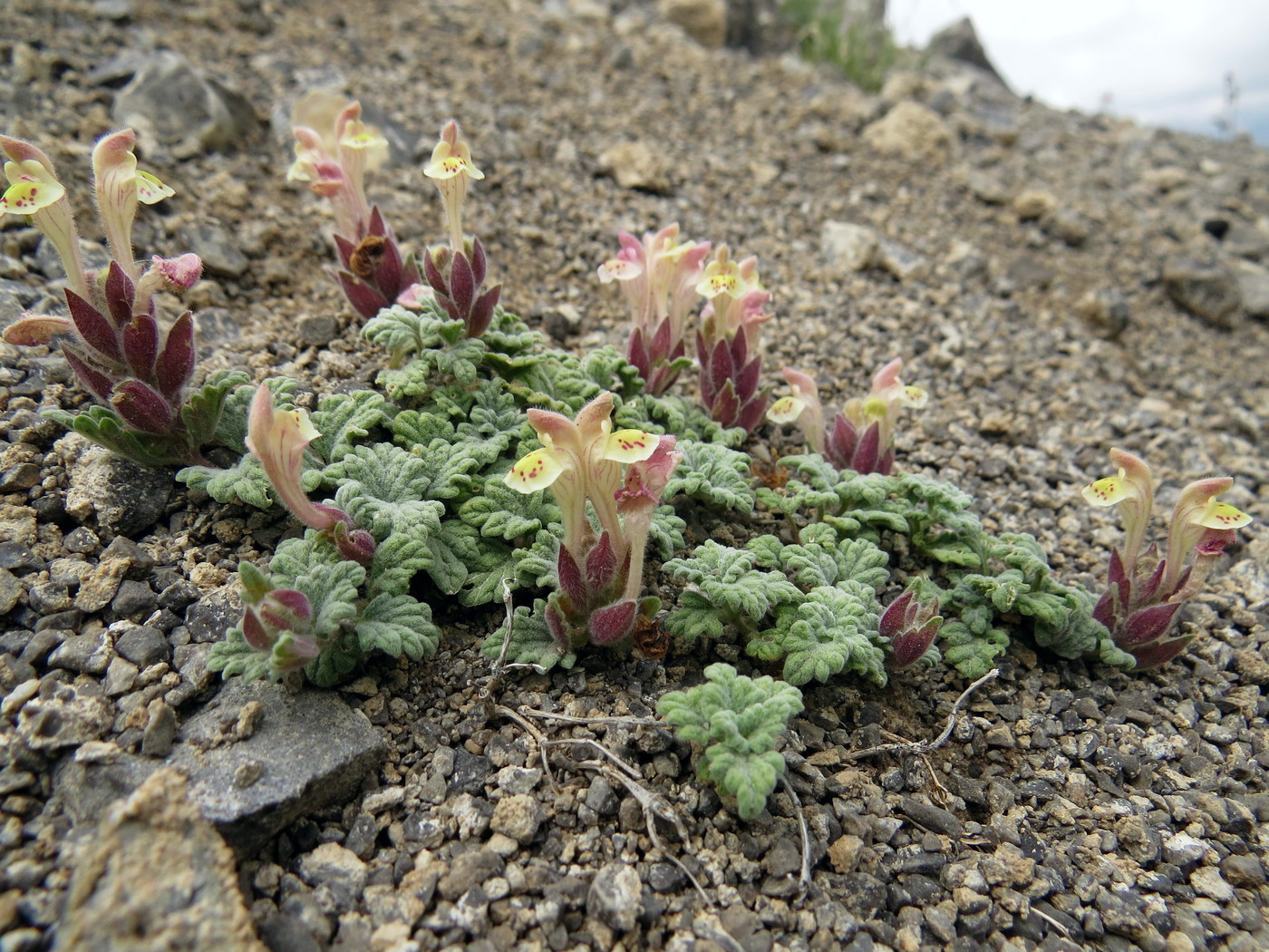 Image of Scutellaria flabellulata specimen.