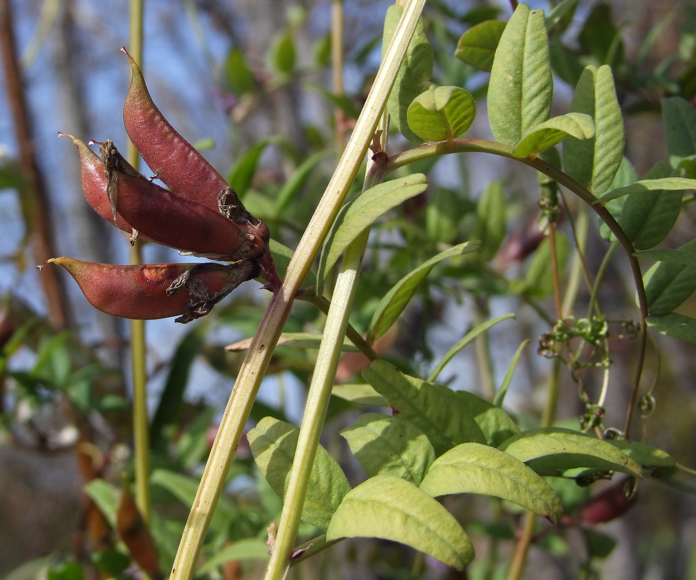 Image of Vicia sepium specimen.