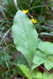 Hieracium pseudolepistoides. Прикорневой лист. Свердловская обл., окр. г. Североуральск, сосново-еловый лес. 07.07.2019.