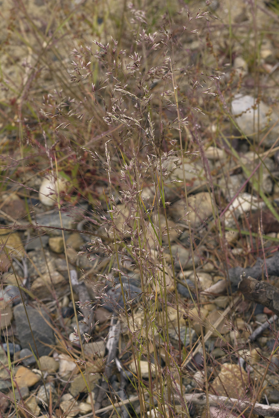 Изображение особи Agrostis trinii.