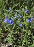 Veronica orsiniana