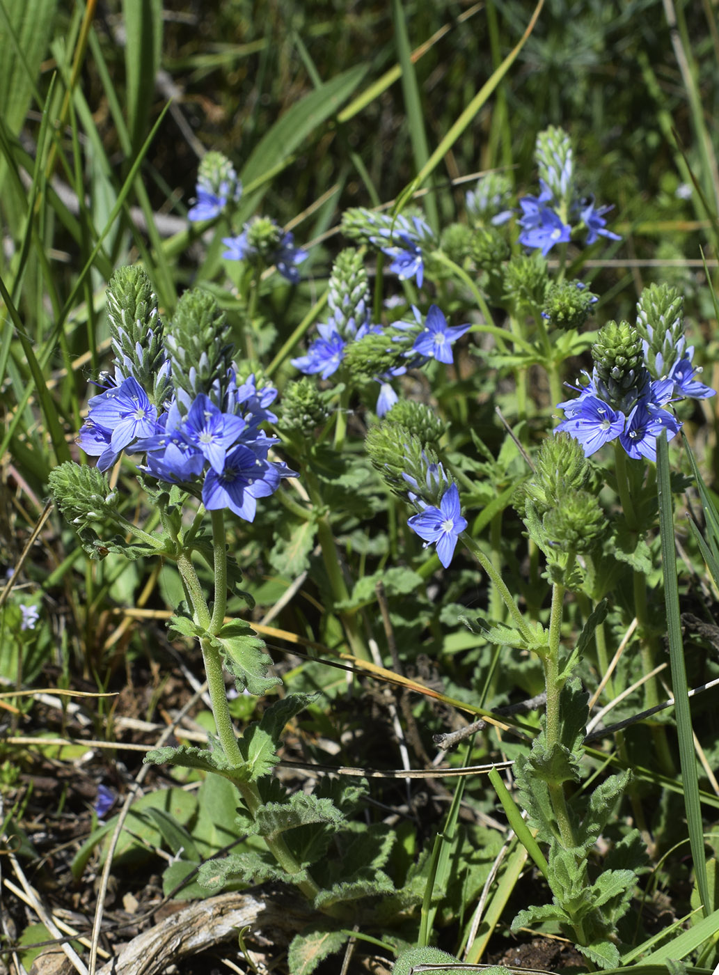 Image of Veronica orsiniana specimen.