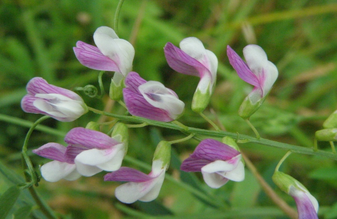 Image of Vicia biennis specimen.