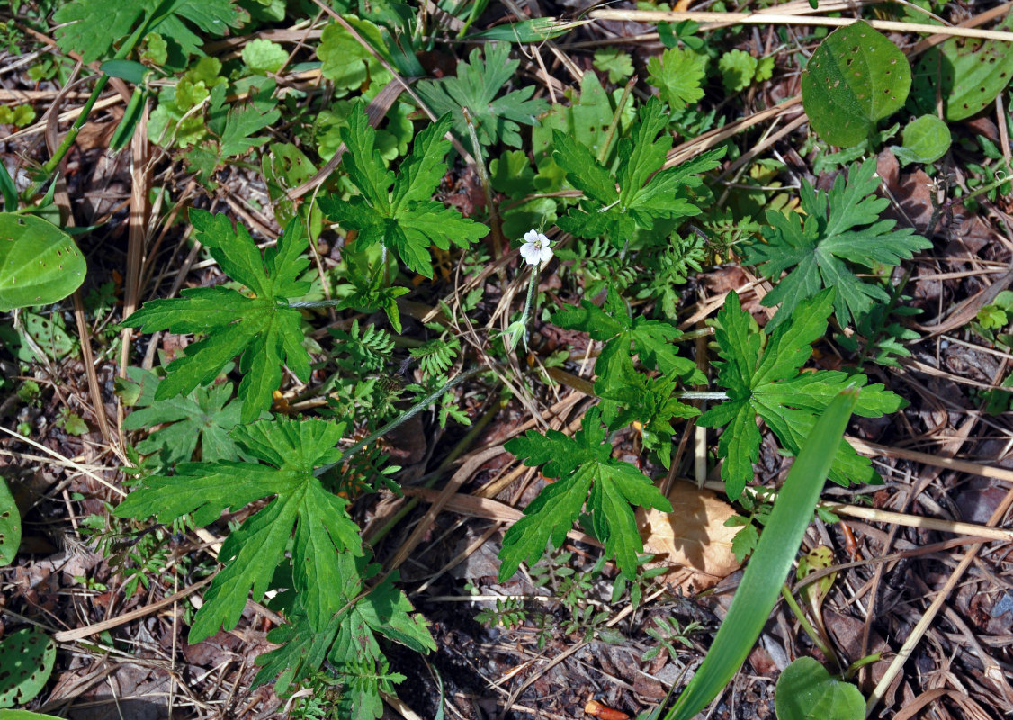 Image of Geranium sibiricum specimen.