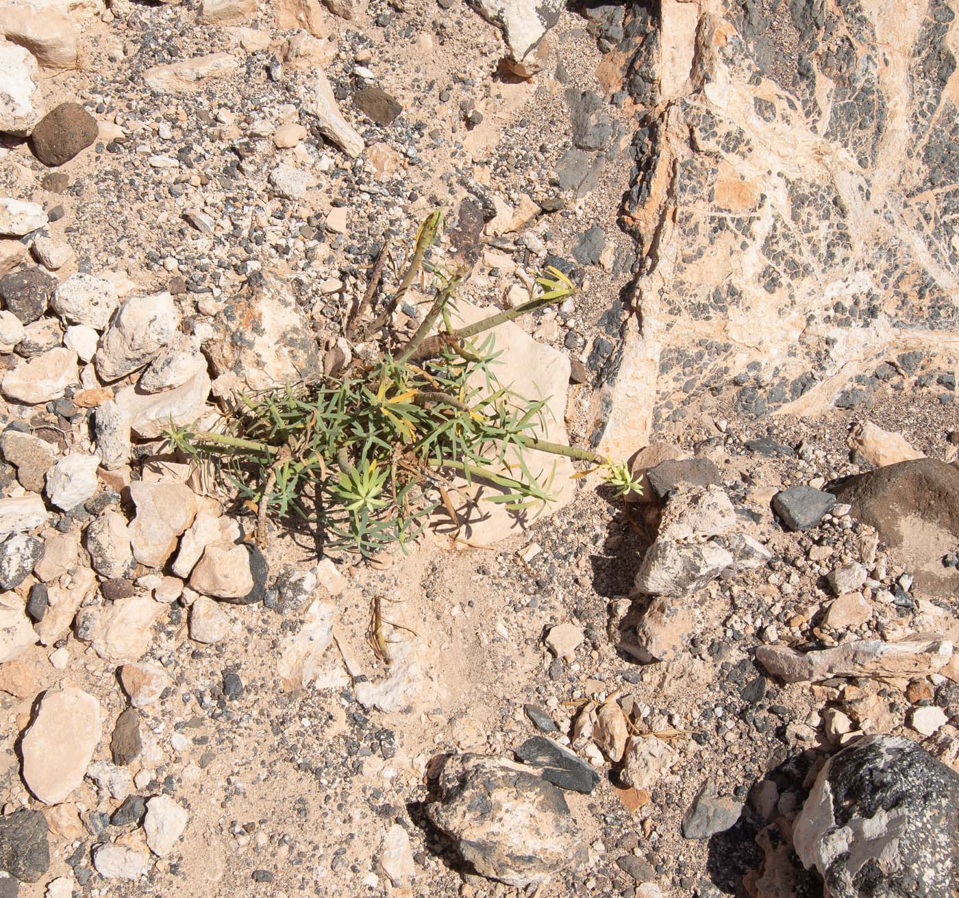 Изображение особи Euphorbia regis-jubae.