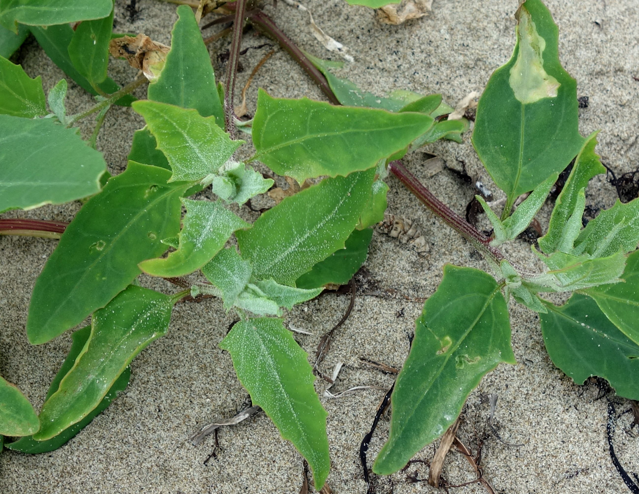 Image of genus Atriplex specimen.