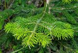 Abies nordmanniana