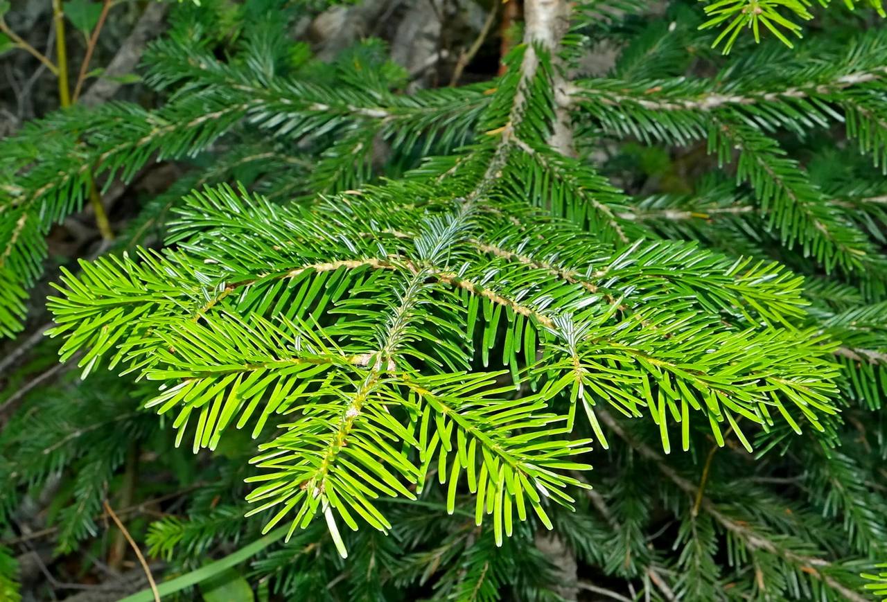 Image of Abies nordmanniana specimen.