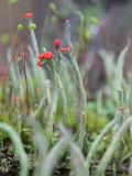 Cladonia macilenta