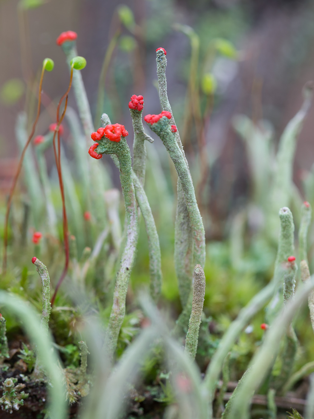 Image of Cladonia macilenta specimen.