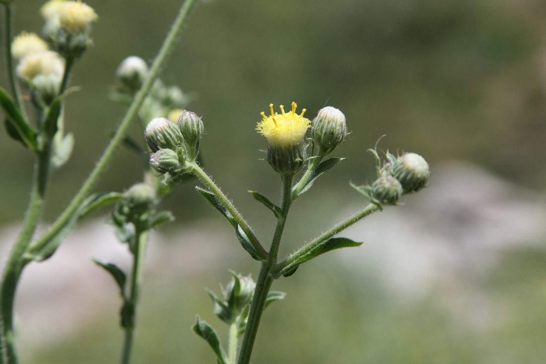 Image of Erigeron khorassanicus specimen.