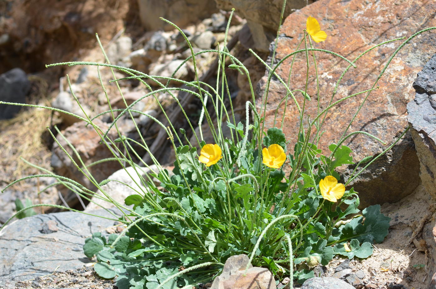 Изображение особи Glaucium squamigerum.