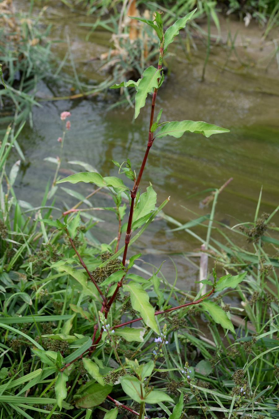 Image of Persicaria hydropiper specimen.