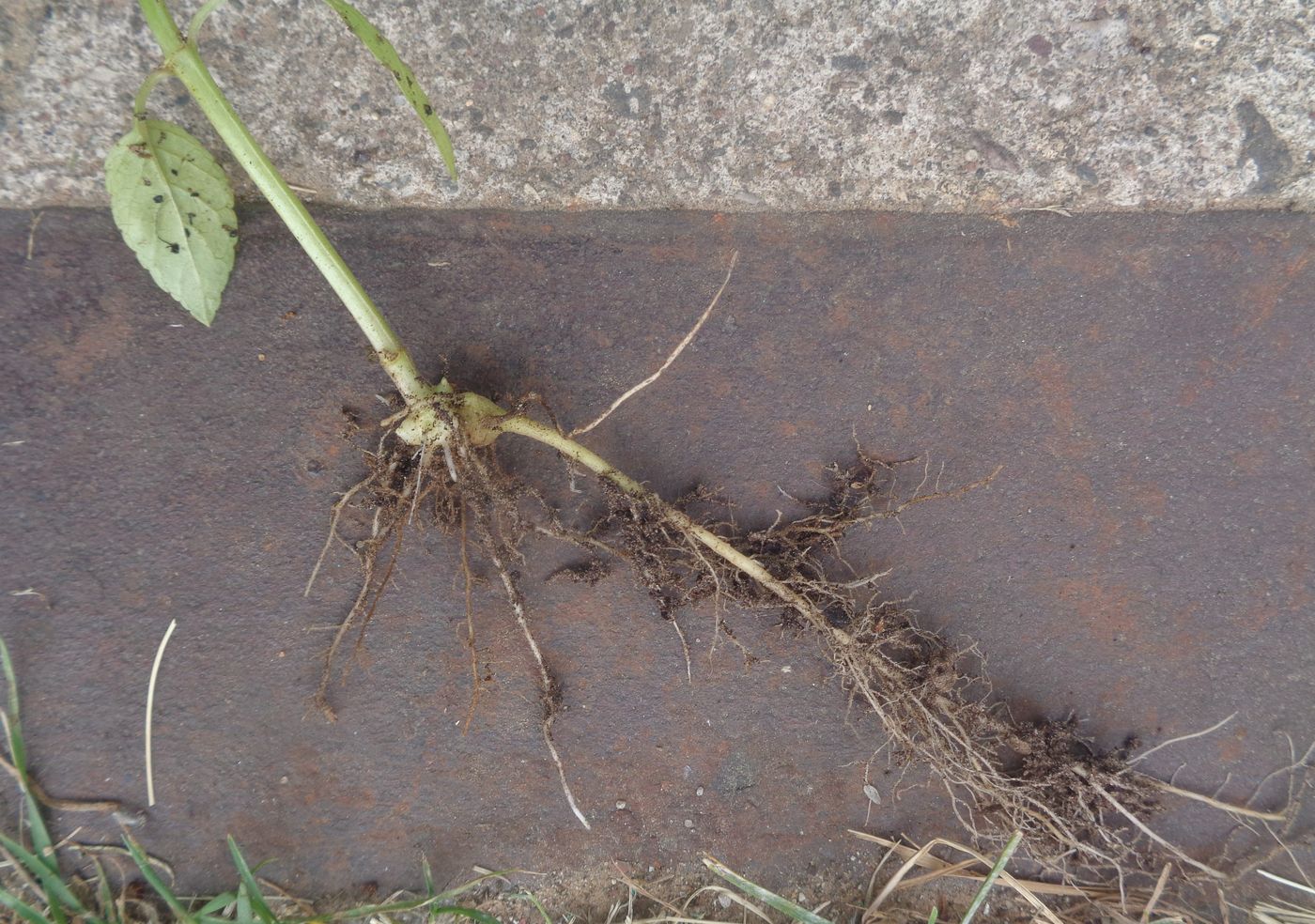 Image of Scrophularia nodosa specimen.