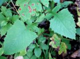 Lactuca raddeana