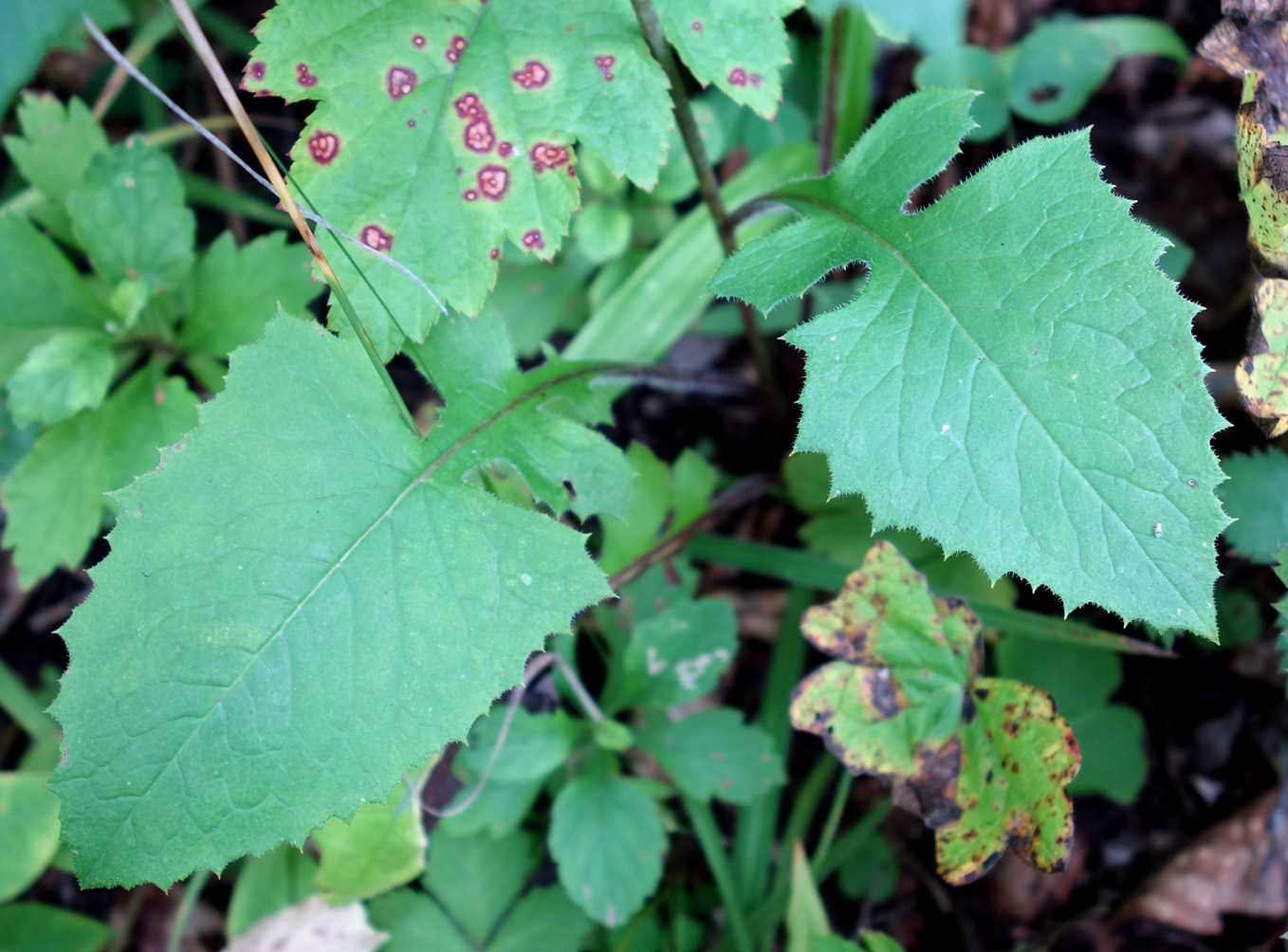 Изображение особи Lactuca raddeana.