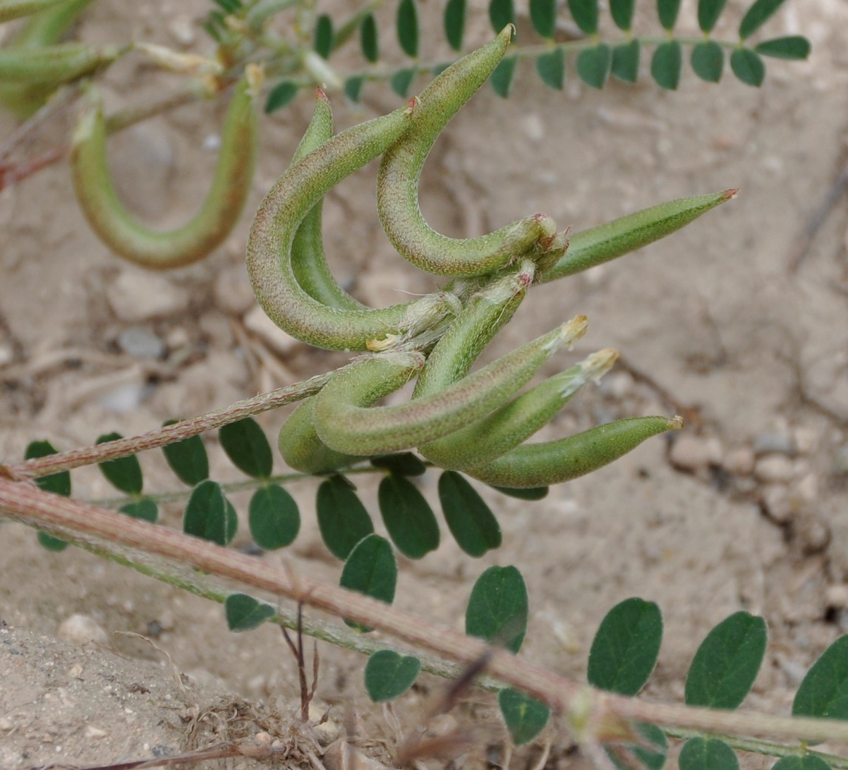 Изображение особи Astragalus hamosus.