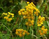 Tanacetum vulgare