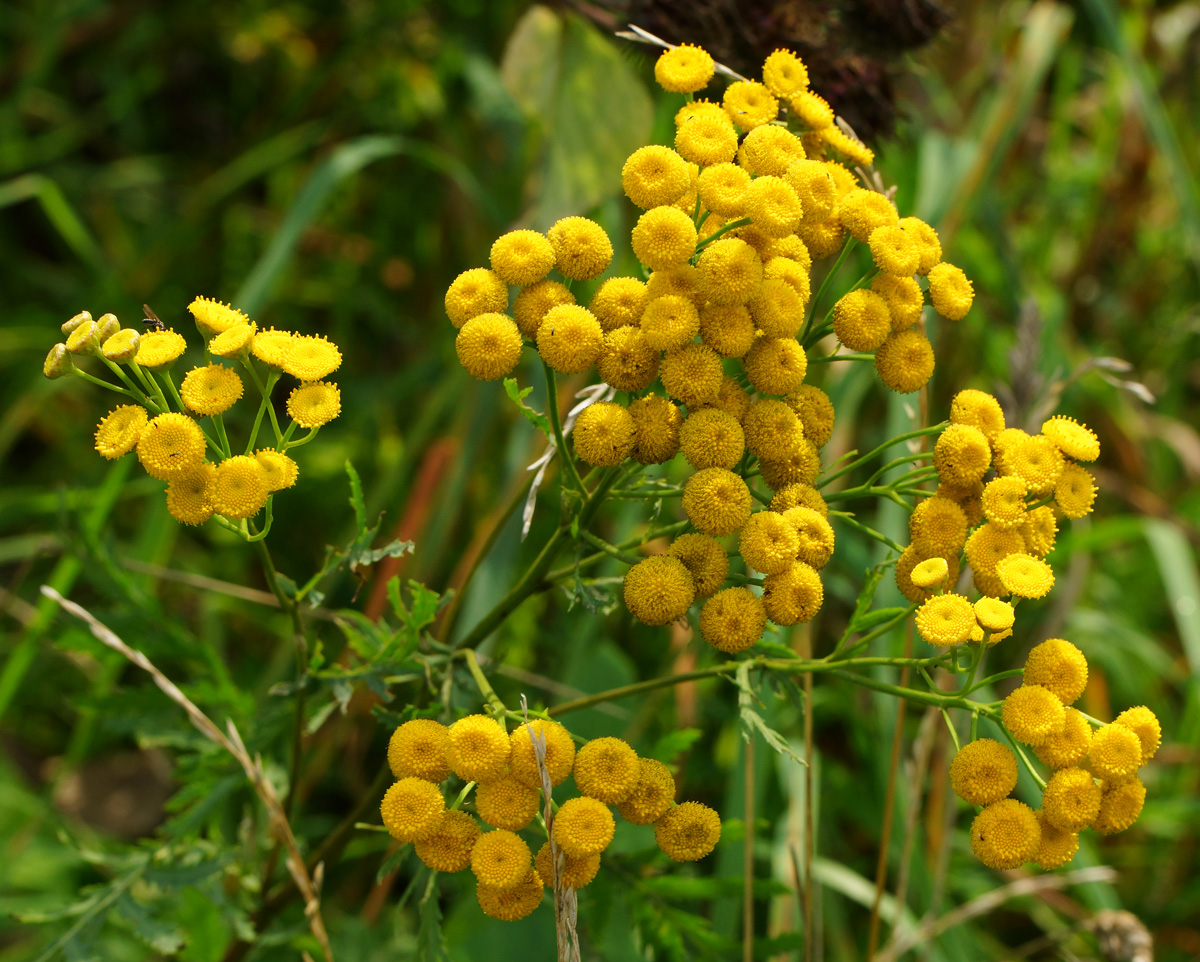 Image of Tanacetum vulgare specimen.