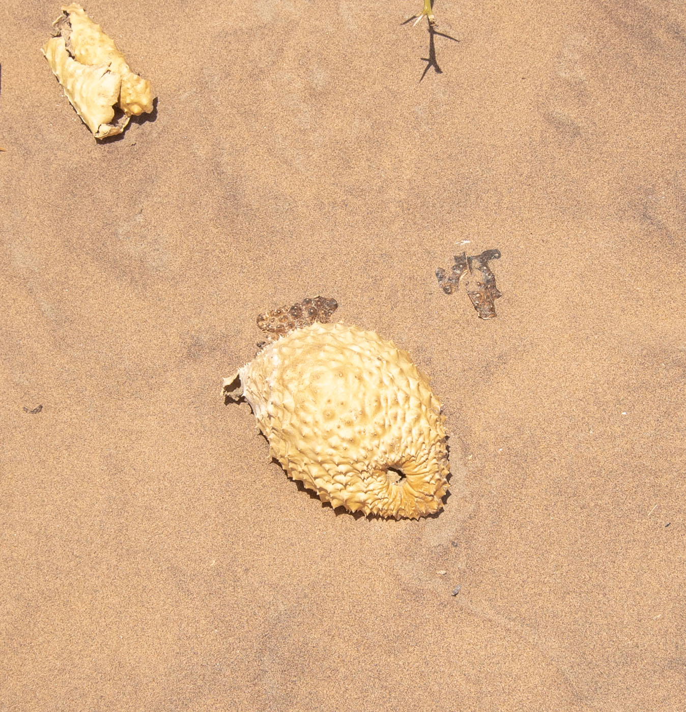 Image of Acanthosicyos horridus specimen.