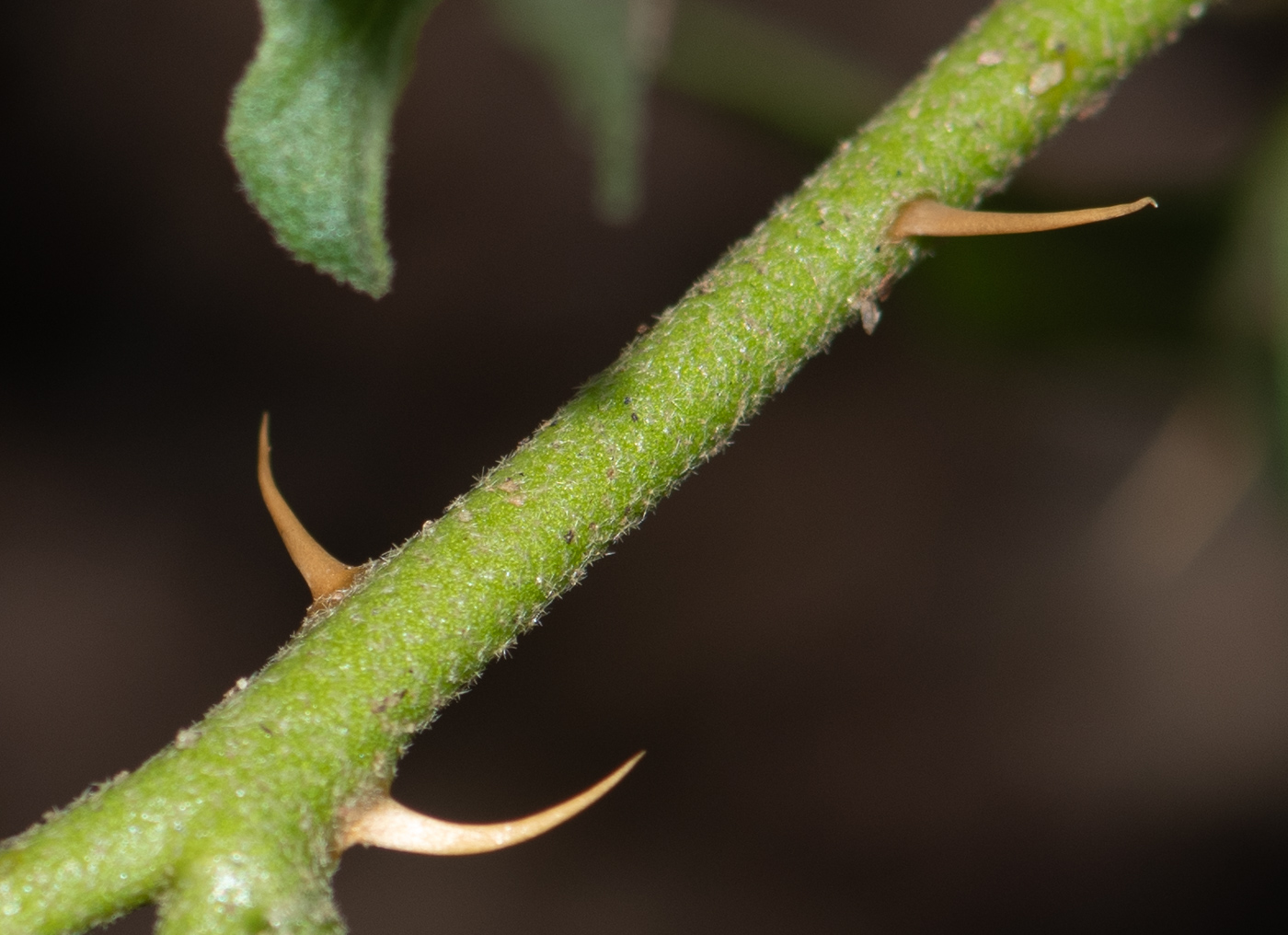 Изображение особи Solanum capense.