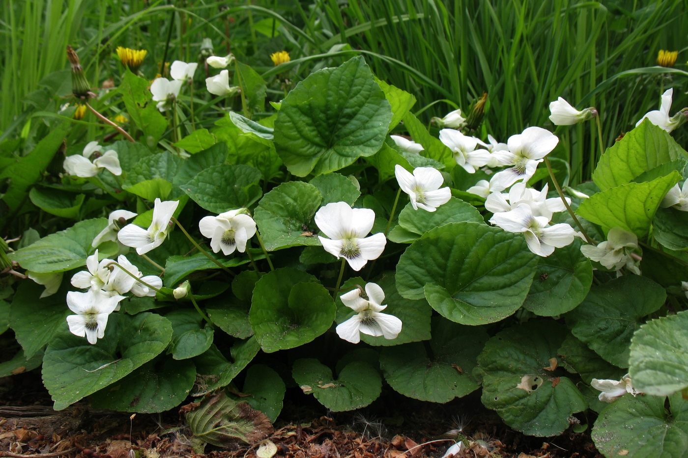 Image of Viola sororia specimen.