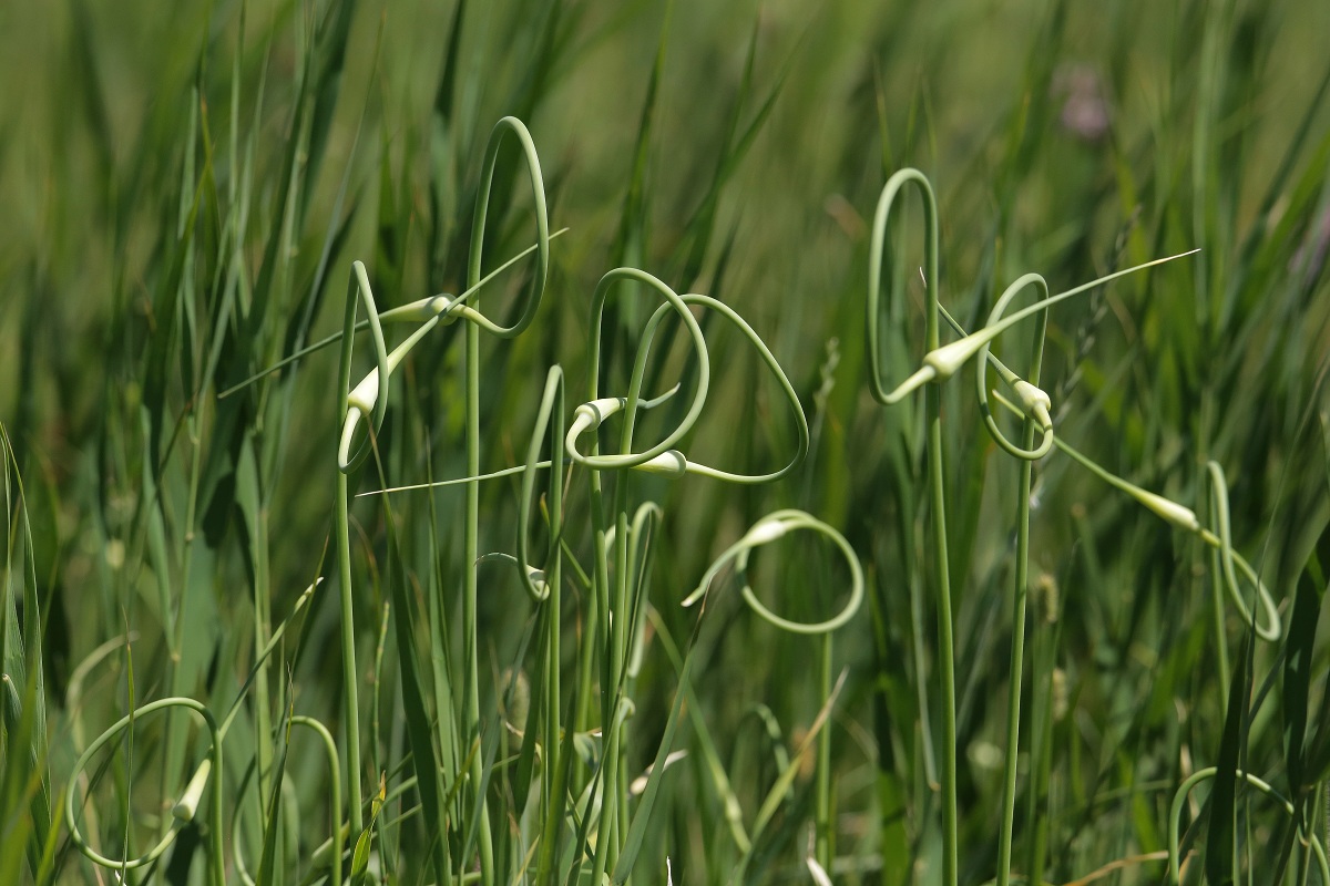 Изображение особи Allium longicuspis.