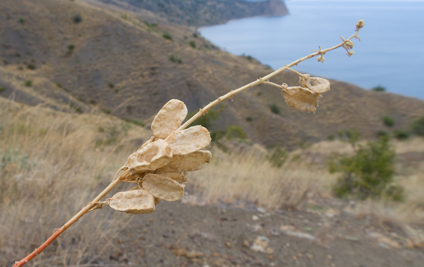 Изображение особи Reseda lutea.