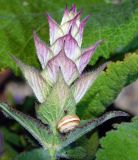 Salvia sclarea
