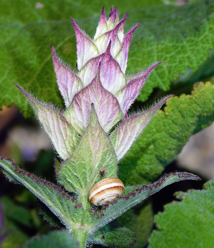 Image of Salvia sclarea specimen.