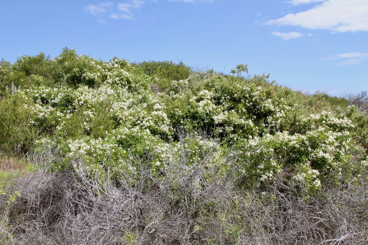 Image of Clematis linearifolia specimen.