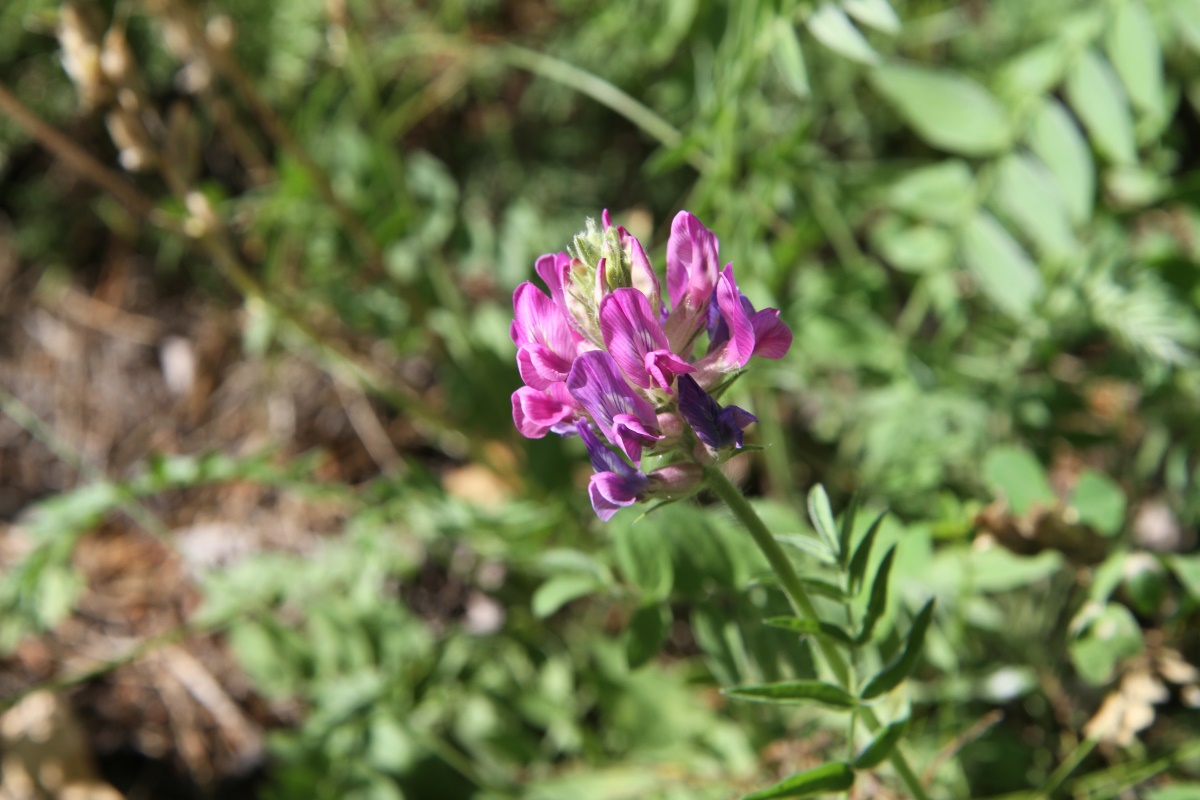 Изображение особи Oxytropis strobilacea.