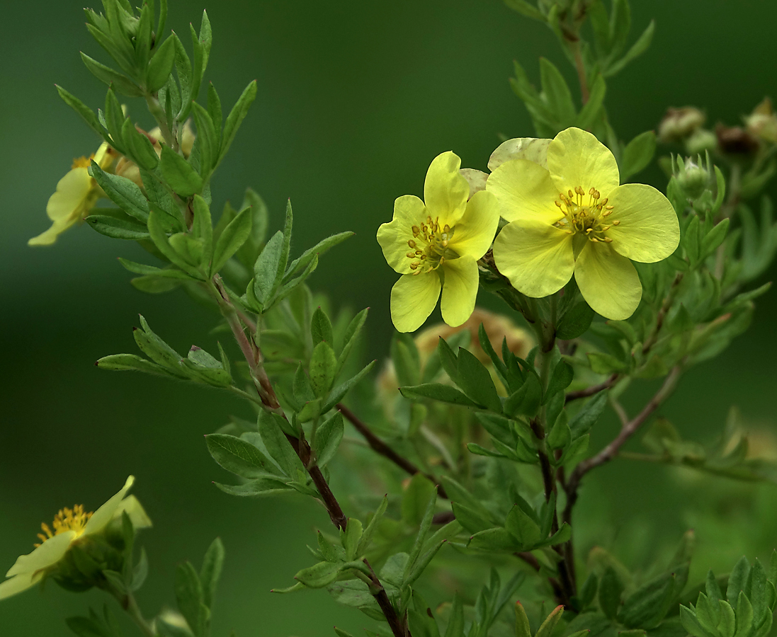 Изображение особи Dasiphora fruticosa.