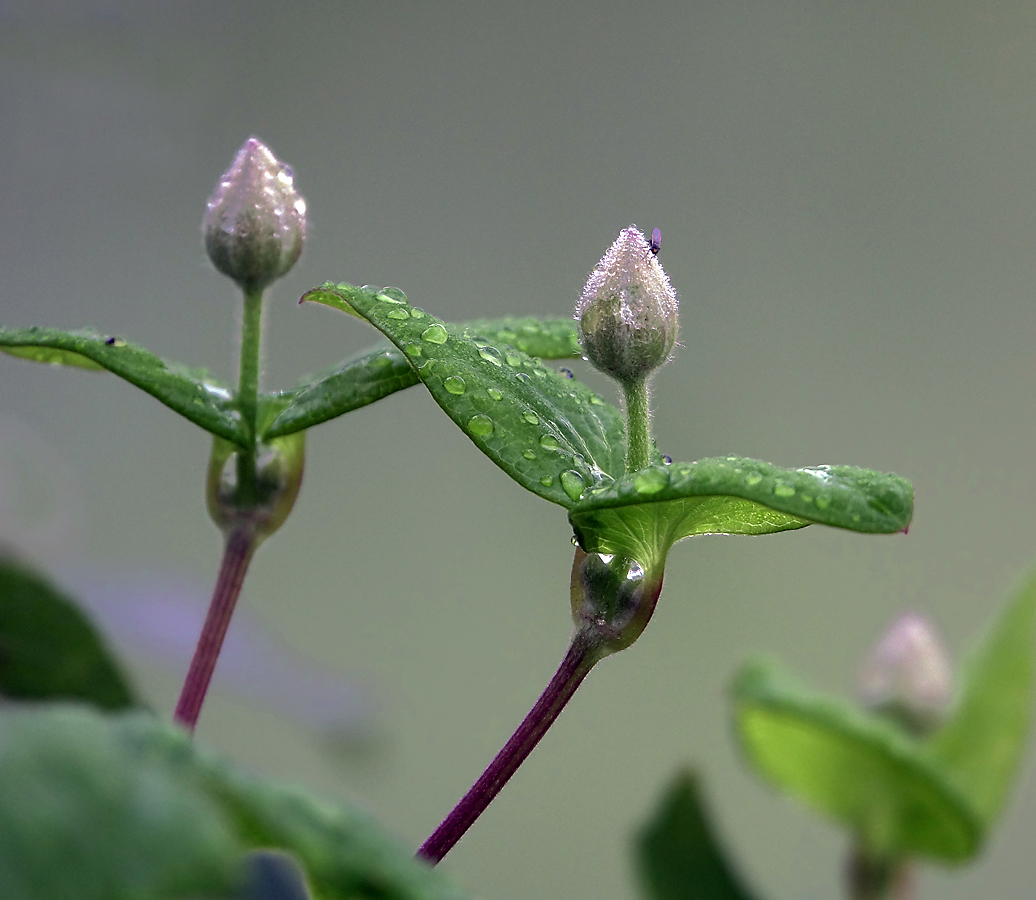 Image of Clematis &times; jackmanii specimen.