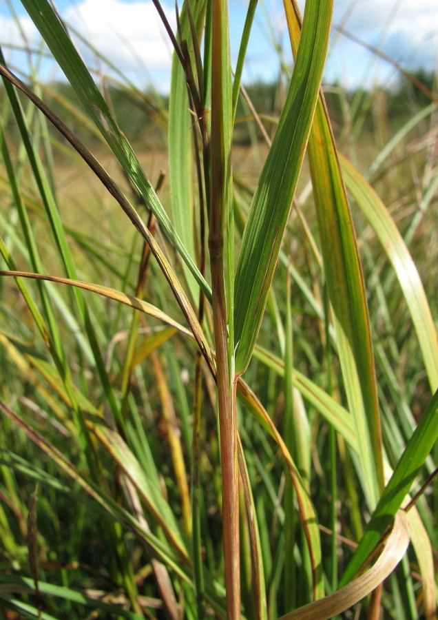 Image of Calamagrostis canescens specimen.