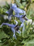 Delphinium montanum