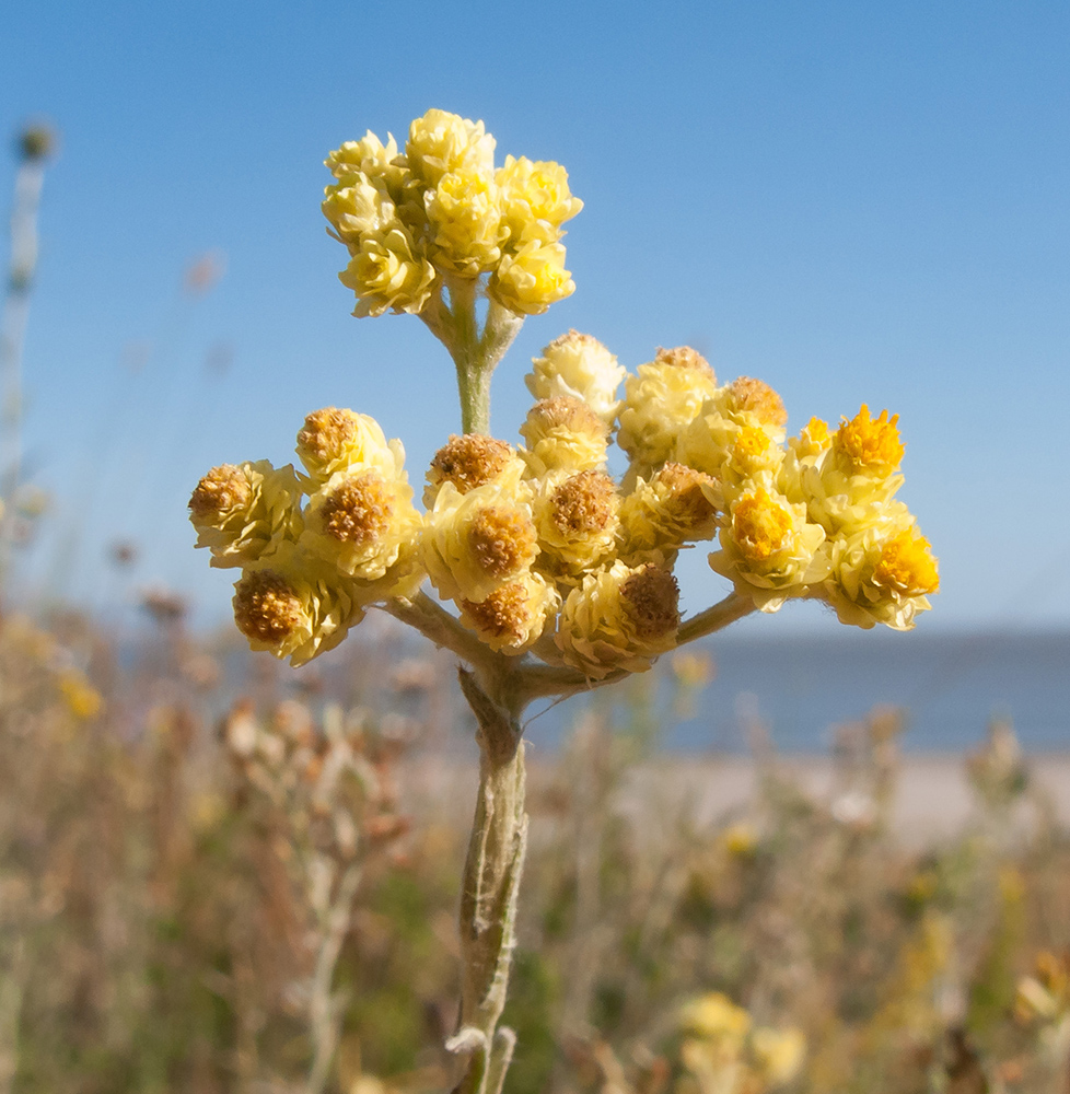 Image of Helichrysum arenarium specimen.