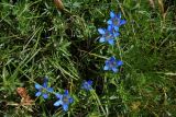 Gentiana septemfida