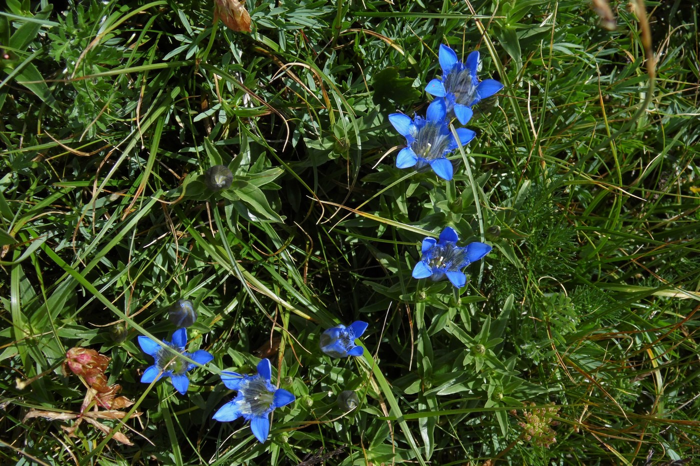 Image of Gentiana septemfida specimen.