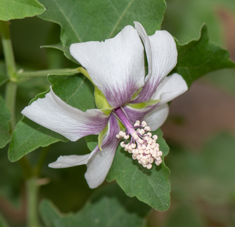 Изображение особи Malva acerifolia.