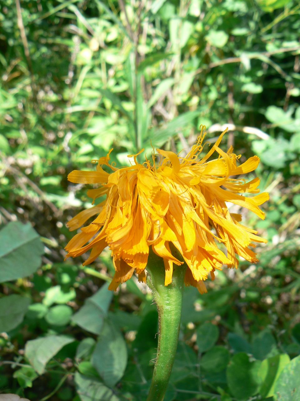 Image of Trommsdorffia ciliata specimen.