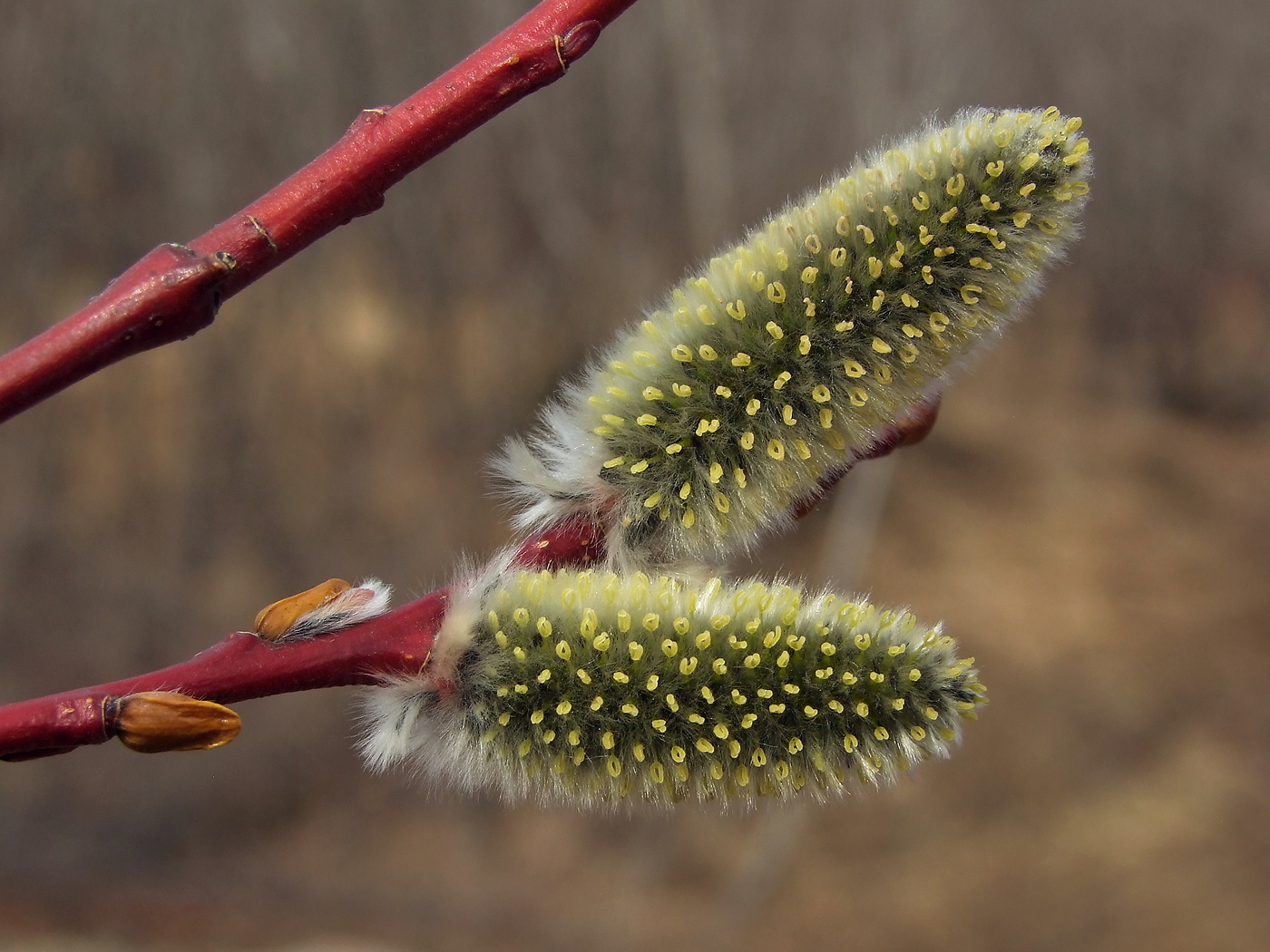 Image of Salix rorida specimen.