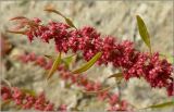 Rumex ucranicus. Верхушка побега с соплодием. Чувашия, окр. г. Шумерля, берег р. Сура, ниже устья р. Шумерлинка. 16 сентября 2010 г.