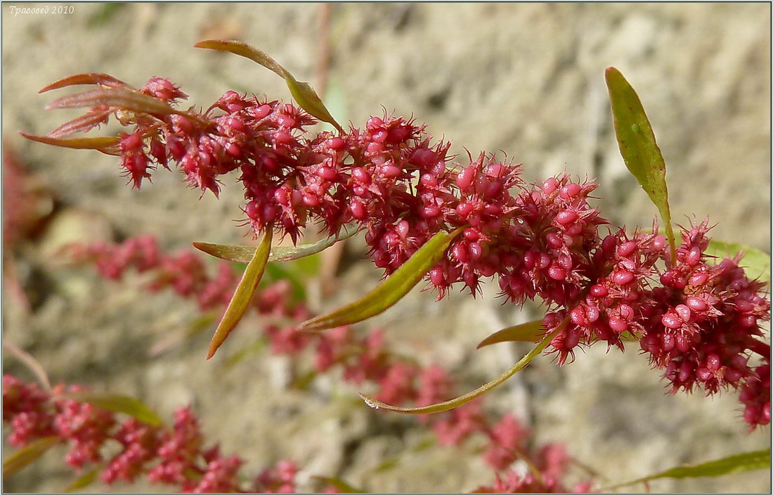 Image of Rumex ucranicus specimen.