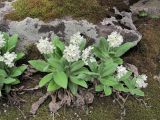 Primula bayernii. Цветущие растения. Кабардино-Балкария, Эльбрусский р-н, долина р. Ирикчат, ок. 2900 м н.у.м., среди камней. 06.07.2020.