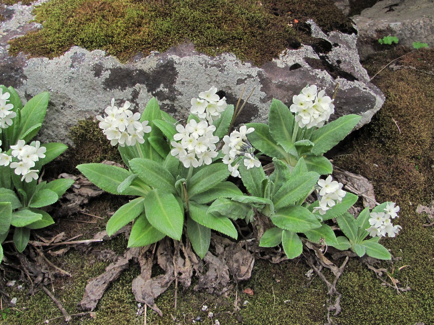 Image of Primula bayernii specimen.